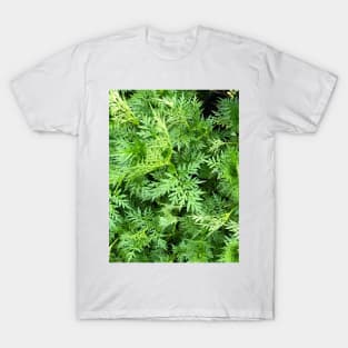 Grass (Yellow cosmos) texture background T-Shirt